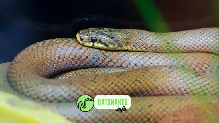 Alien Ratsnakes (Beauty Rat Snake) 101 Guide