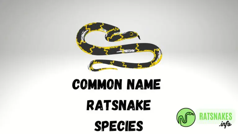 14 Common Name Ratsnake Species Guide