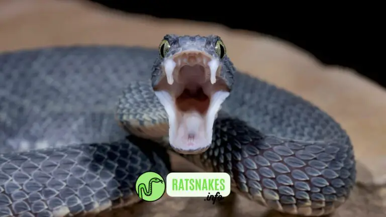 Egg Tooth Development in the Snakes 101 Guide