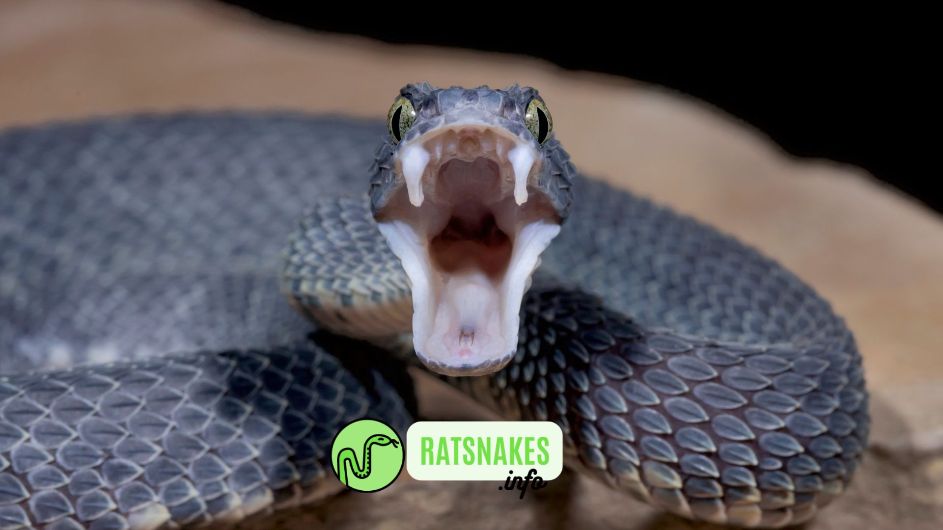 Egg Tooth Development in the Snakes