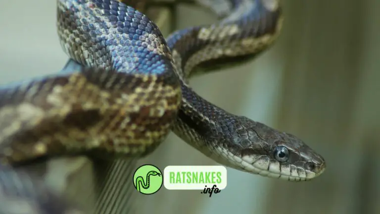 Caring for Gravid Females and Rat Snake Eggs