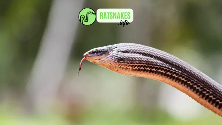 Hissing Sand Snake (Psammophis Sibilans) 101 Guide