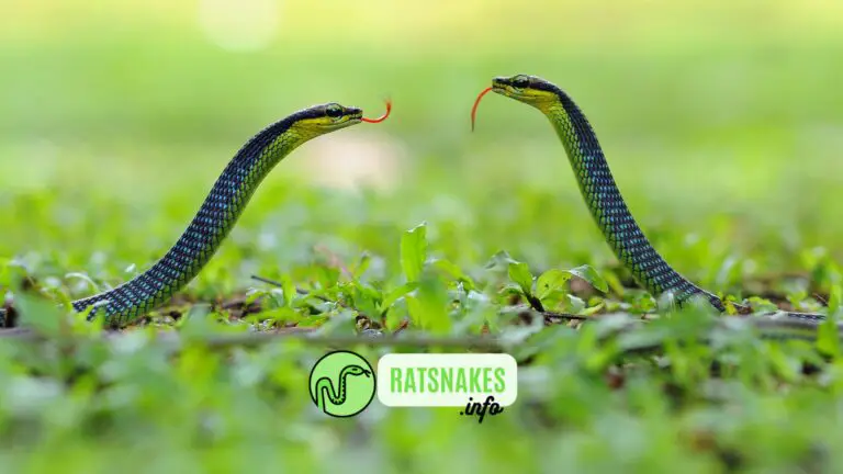 8 Rules To Follow To Make Your Rat Snake Breeding Dreams A Reality!
