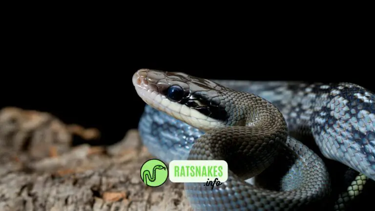 Ratsnake Species 101 Guide: Exploring Common Ratsnake Species
