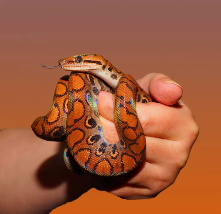 Unraveling the Beauty Rat Snake’s Vibrant Colors and Survival Strategies