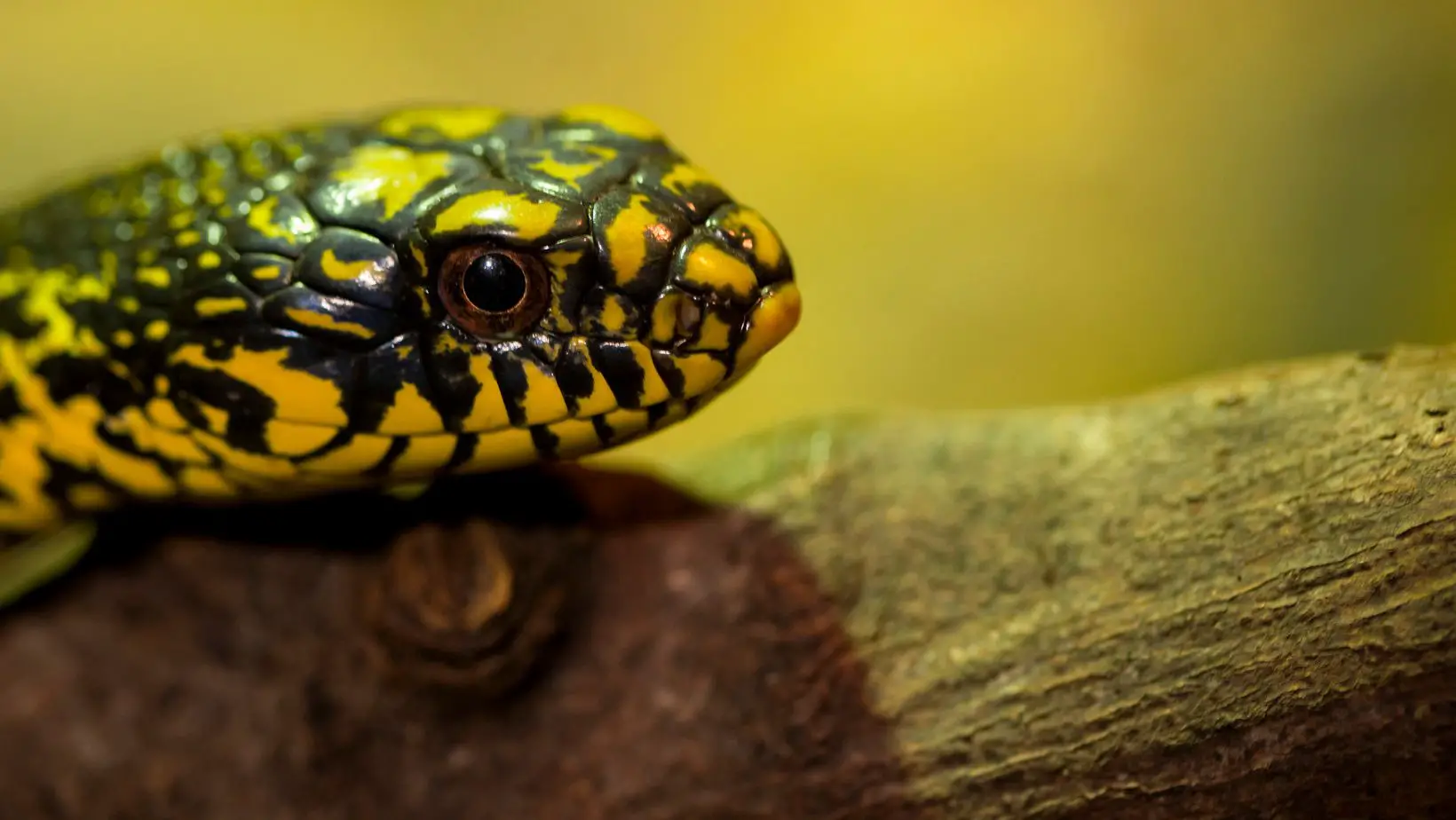 King Rat Snakes Facts, Defense and Predators