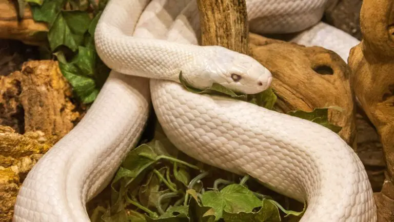 Leucistic Texas Rat Snakes: Albino Snakes