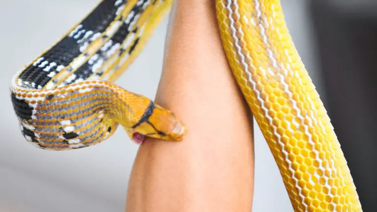 Do Rat Snakes Bite? A Complete Guide