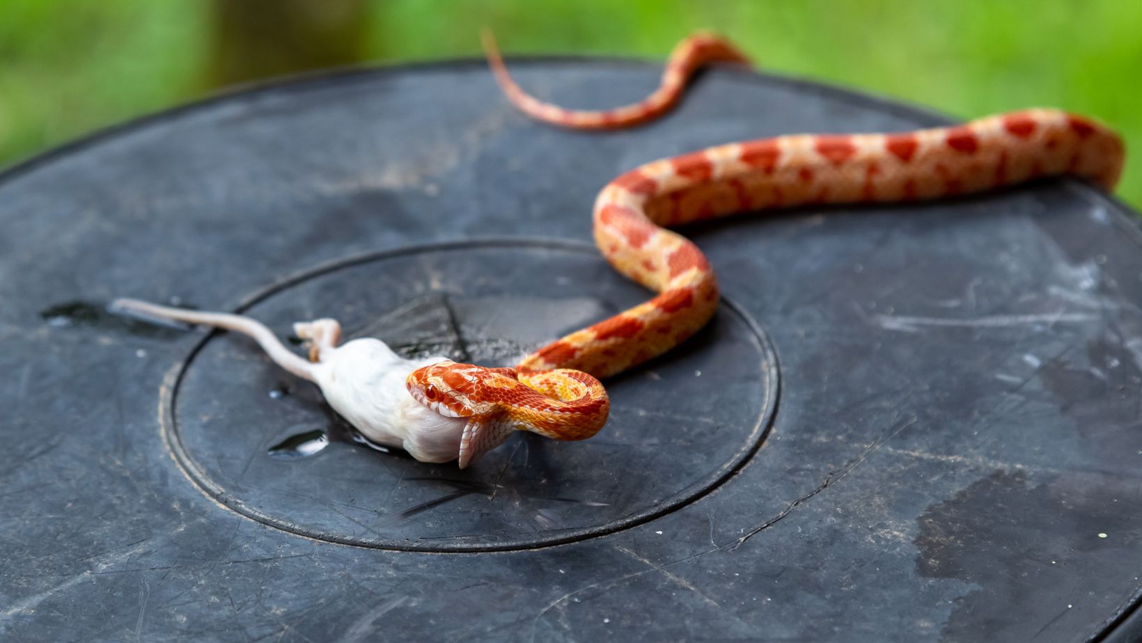 What Do Rat Snakes Eat Rat Snakes Diet 101