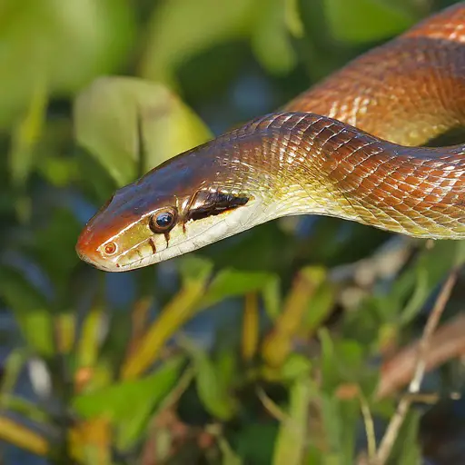 Everglades Rat Snake: Conservation efforts for Pantherophis alleghaniensis rossalleni
