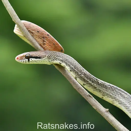 Unveiling the Role of Japanese Rat Snakes in Ecosystems