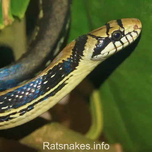 Unveiling the Vital Role of Radiated Ratsnakes in Ecosystem Balance